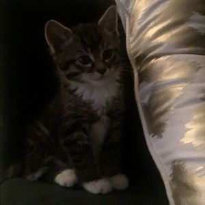 Meet your Posher, Ayesha